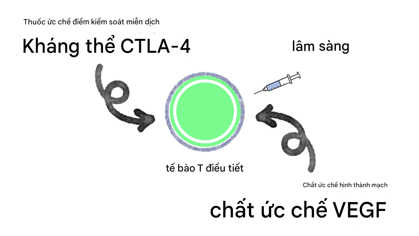 te-bao-t-dieu-hoa-treg-trong-ung-thu-va-mien-dich-tri-lieu