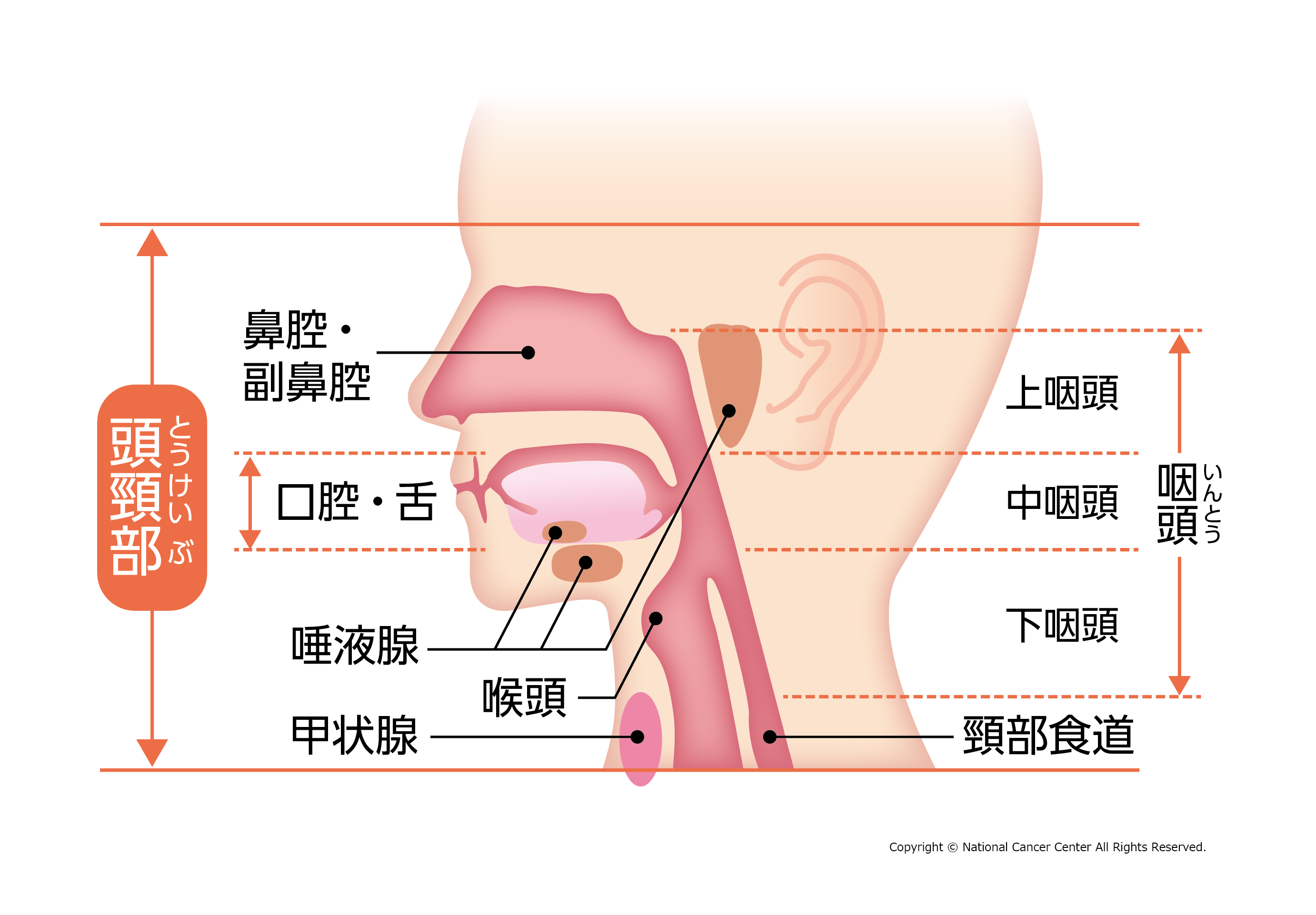 dieu-tri-ung-thu-khoang-mieng-theo-tieu-chuan-ncc-nhat-ban-vjiic
