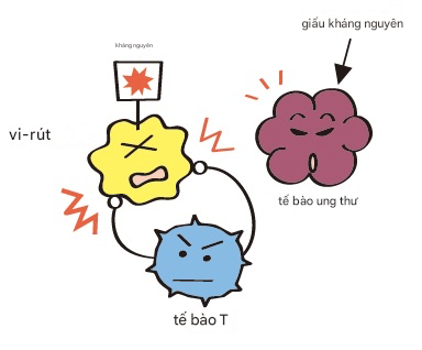 Tế bào ung thư che giấu kháng nguyên