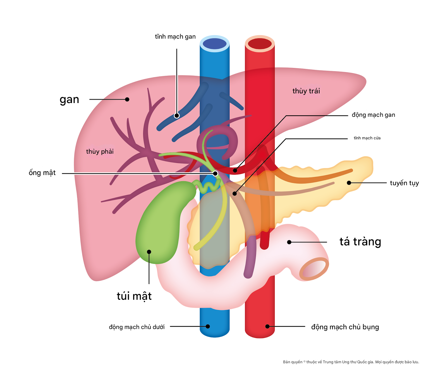 ung-thu-gan-thong-tin-tong-quan-va-dieu-tri-theo-tieu-chuan-ncc-nhat-ban-vjiic